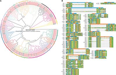 bHLH transcription factor family identification, phylogeny, and its response to abiotic stress in Chenopodium quinoa